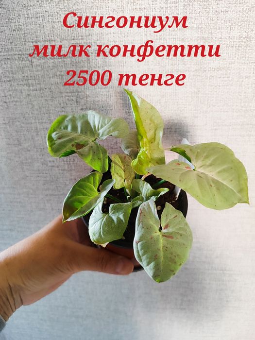Продам комнатные цветы