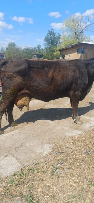 Vand vaca gestanta buna de lapte