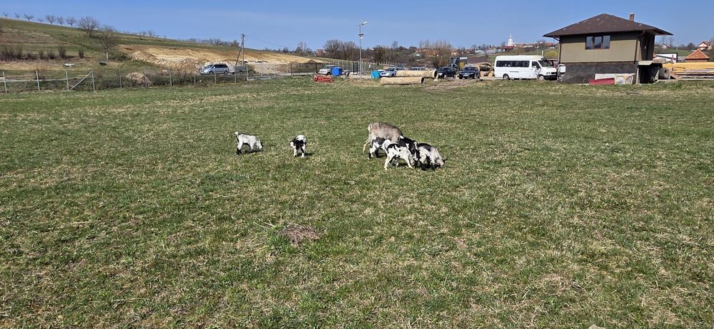 Vand 3 capre cu 3 iezi