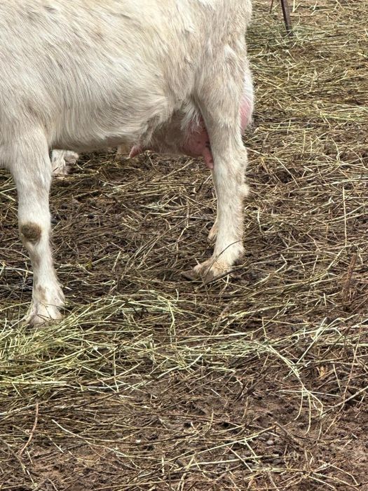 Орыс ешкі сатылады