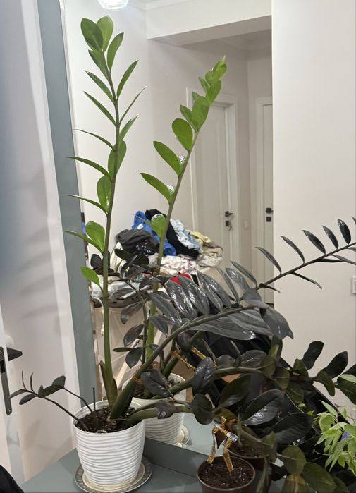 Продам долларовое дерево