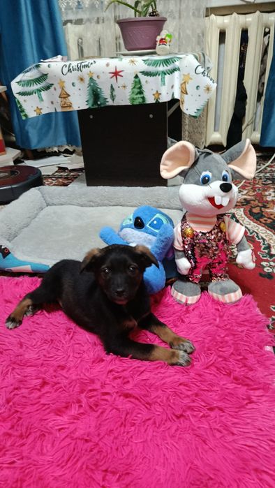 Щенки в добрые руки