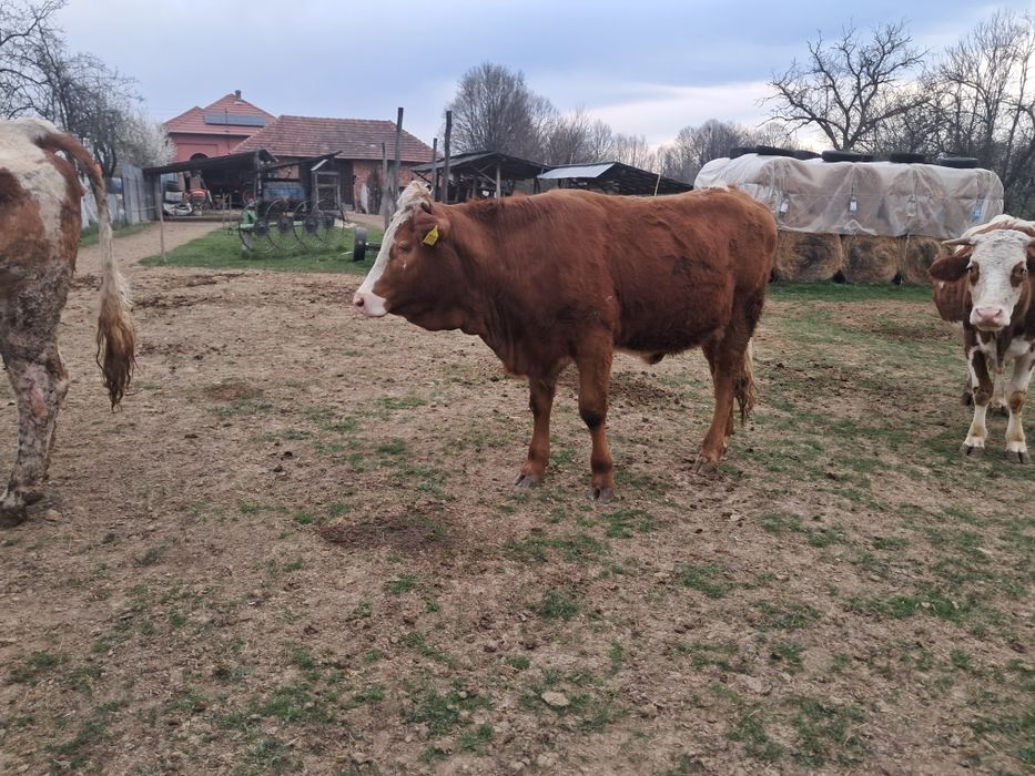 Vaca recent fatata si juninca