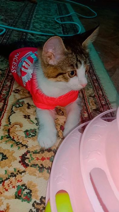 Очень красивые котята