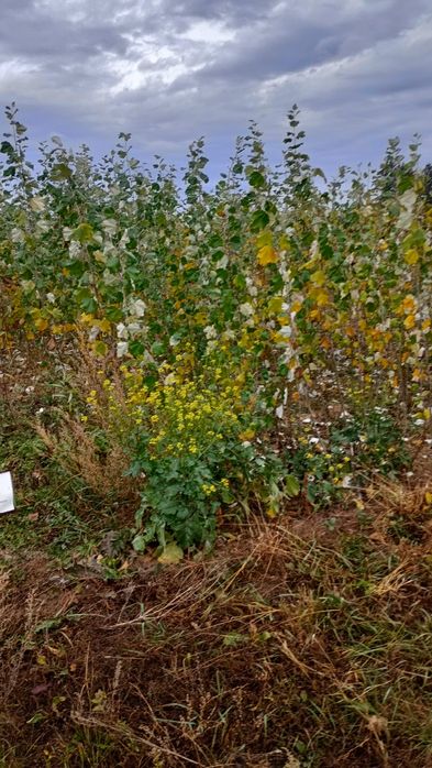 Puieți salcâm frasin fag carpen ulm plop mesteacăn brad molid Tei arin