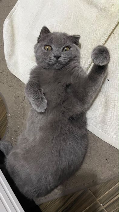 Продам котенка 3 месячного