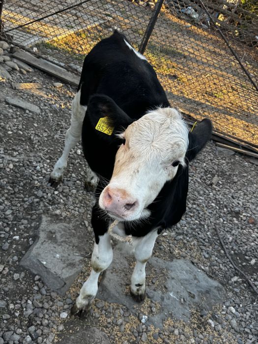 Vând vițea de 3 luni