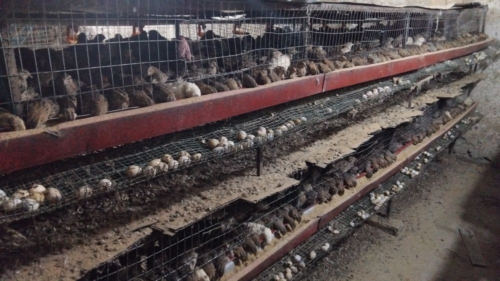 Bedanachilik Samarqand