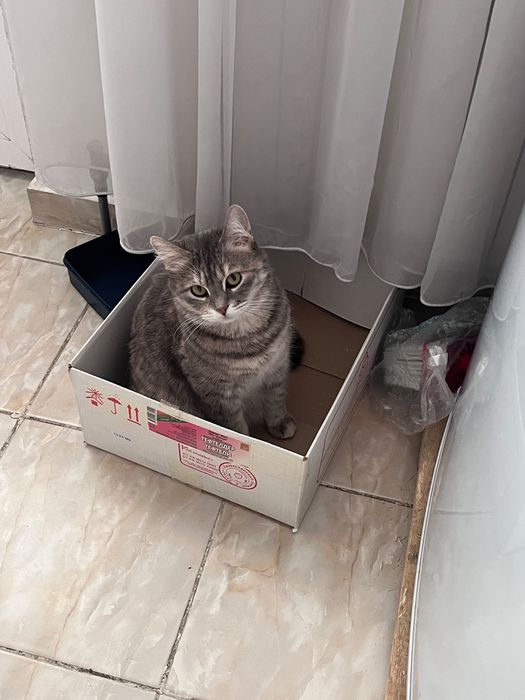 Отдам в добрые руки кошку