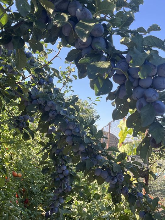 Prune si porumbi de fiert