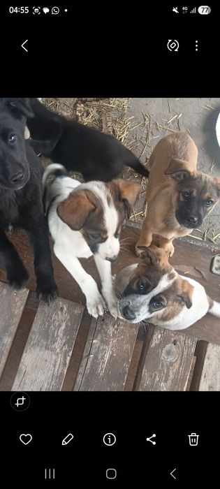 Отдав в добрые руки