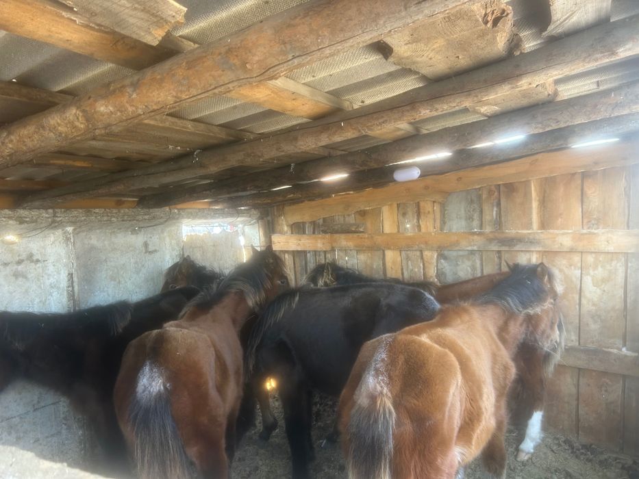 Продам оптом жабагы