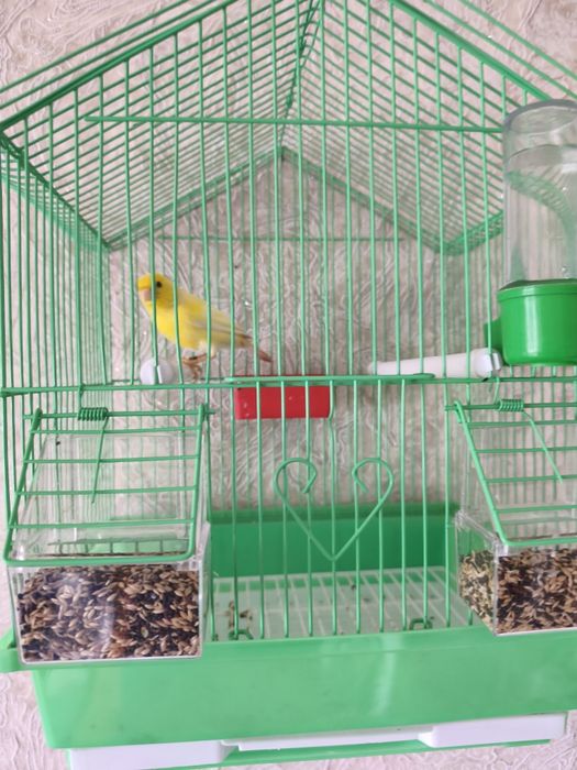 Канарче Мъжко Малиноа