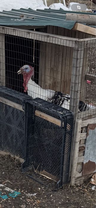 Продам индюков, самцы