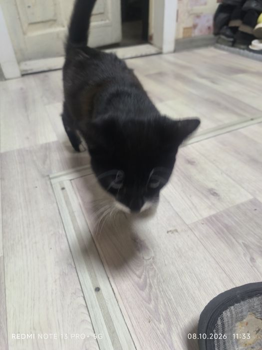 Котёнка 5-6месецев