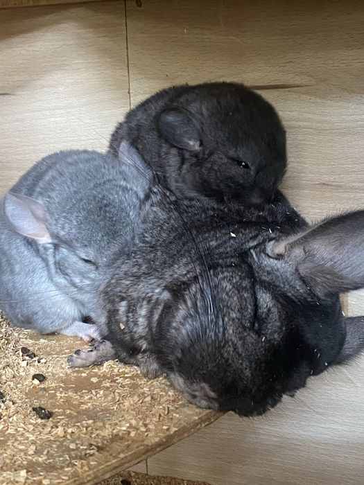 Шиншиллы шиншилла