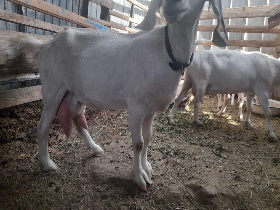 Продам Коза дойная