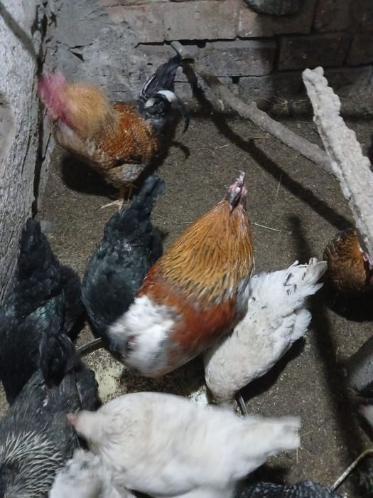 Продам петухов 4шт