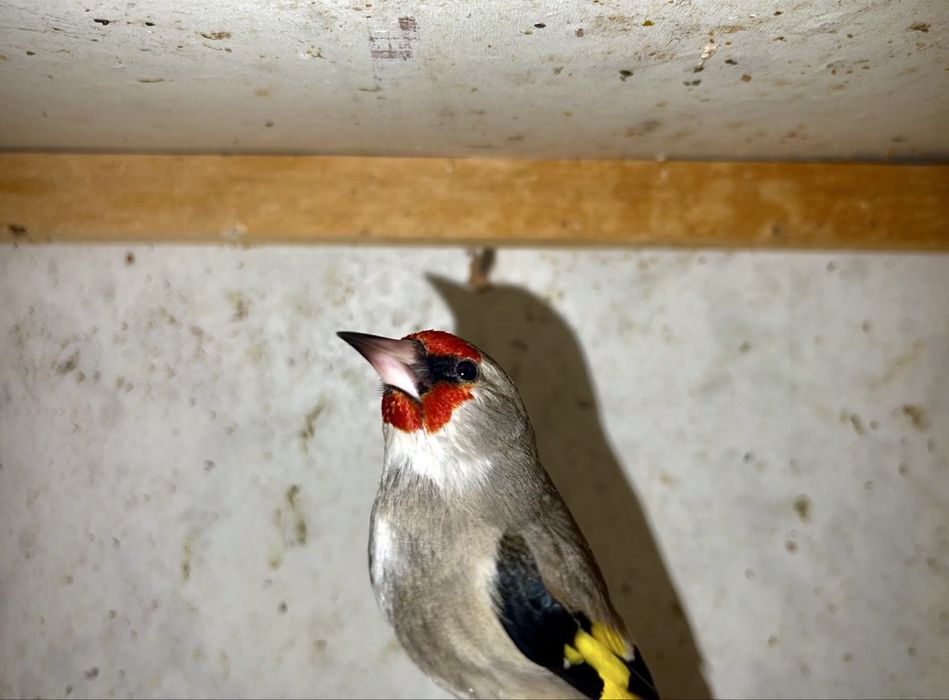 norchi sava sotiladi bishkek