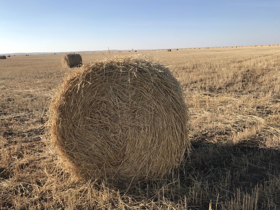 Льняная солома сканворд 6 букв