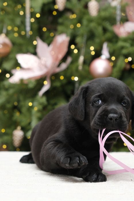 Щенки лабрадора ретривера