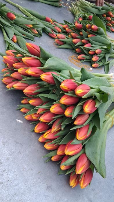 Тюльпаны к 8 марта