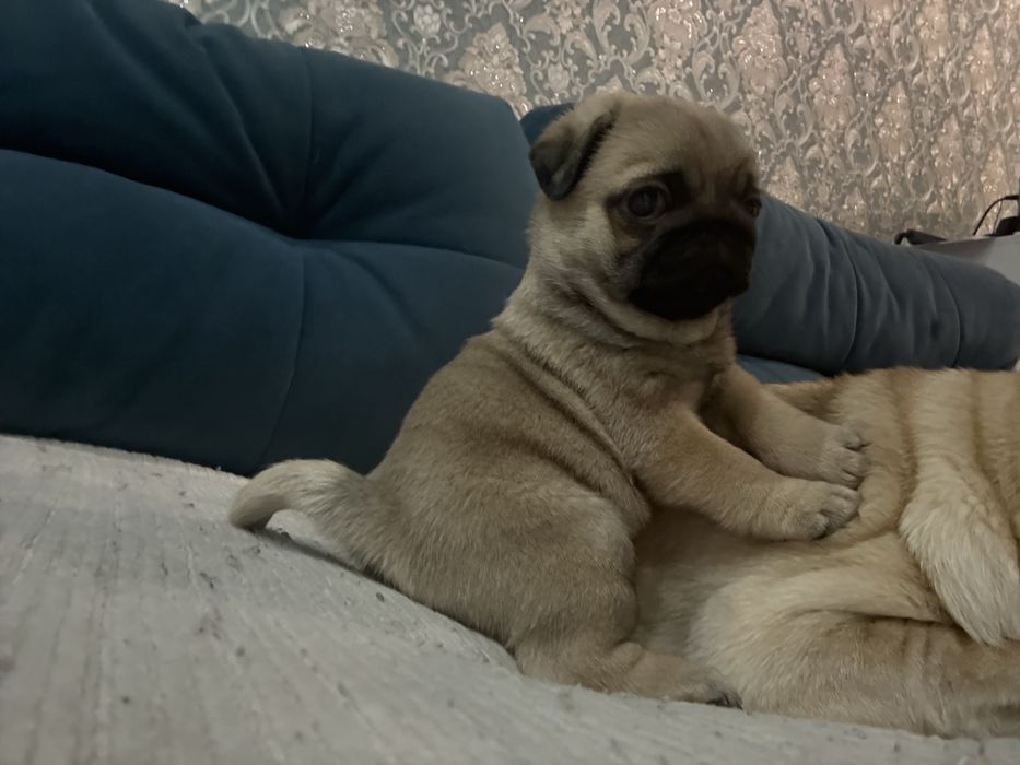 Продаются щенки мопса