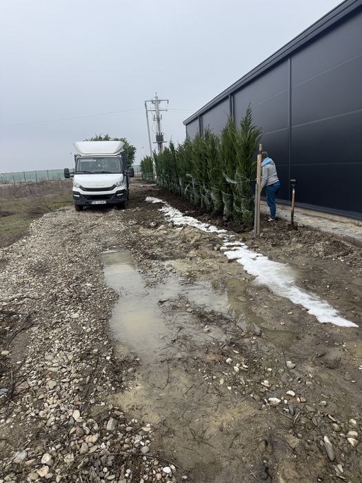 Cupressocyparis leylandi. 100 lei