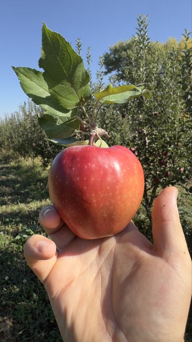 Яблоневый сад (apple garden)
