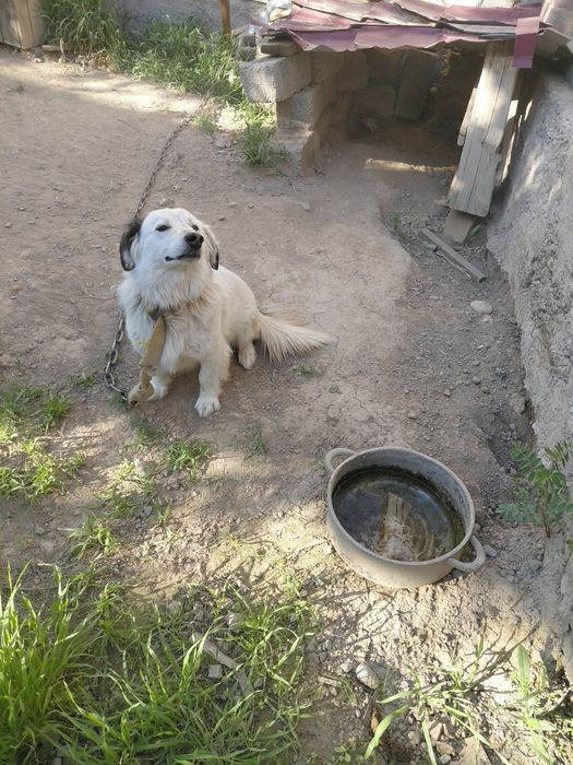 Ит Сатылады тегін!