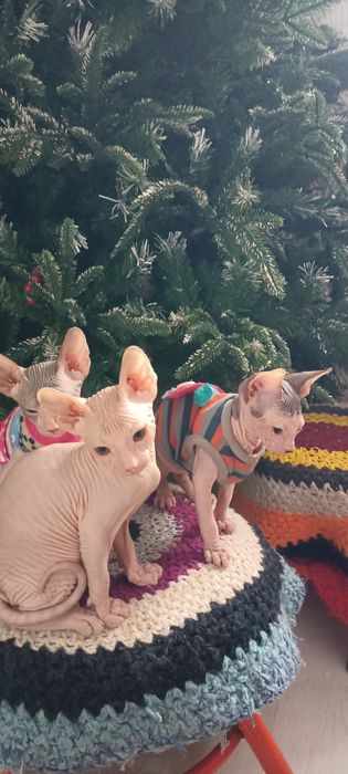 Продам котят Донского сфинкса.