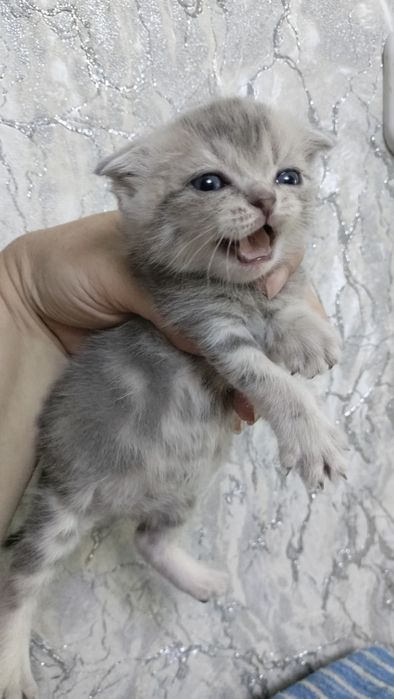 шотландские котята