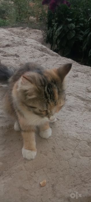 Mushukchalar bor qiz o'g'il aralash uyda boqilgan