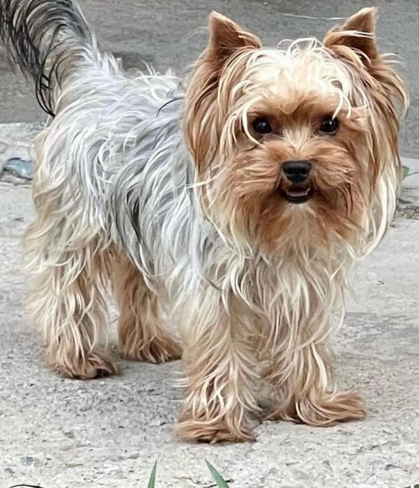 Крошечная ,кукольная девочка йорка