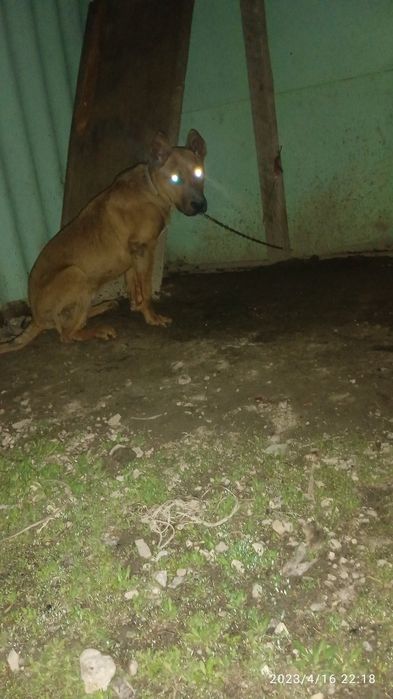 Американски пит бул шенок