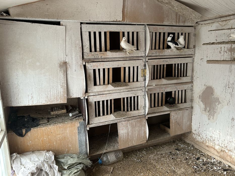 Продам две голубятни