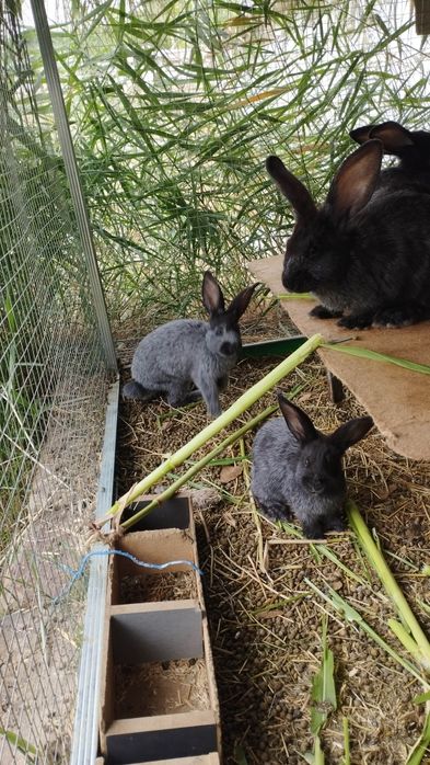 Shaman Kingda jinsiy zot