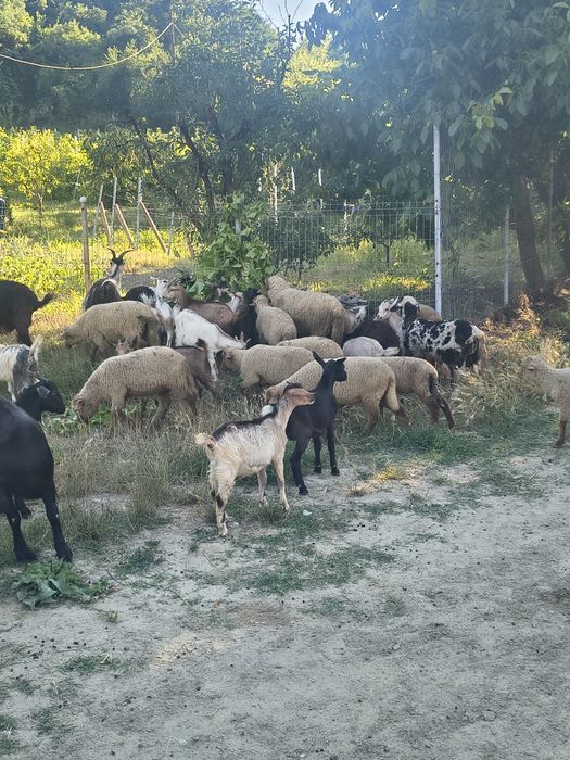 Vând ezi și mieii la kg