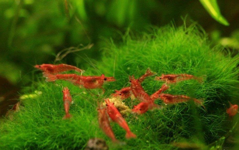 Креветки вишни аквариумные