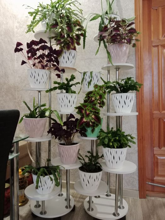 Продам  Кислицу.