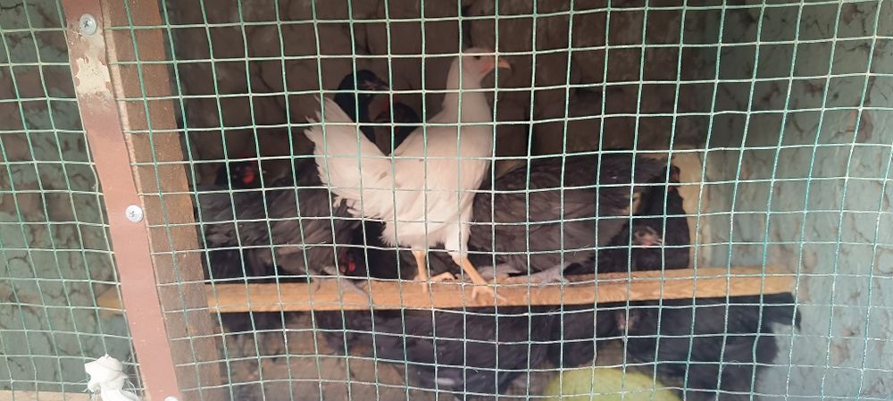 Товук ва Жужа ва индук сотамиз