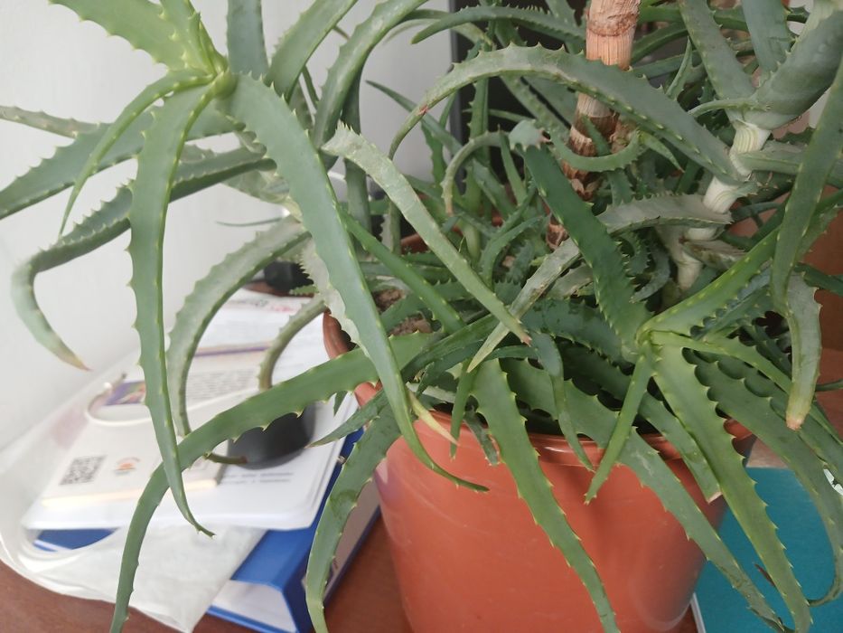 Katta katta keep yillik gullar soriladi Aloe Sansevarii guli shifobaxs