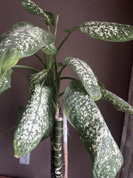 Диффенбахия каждая 10.000