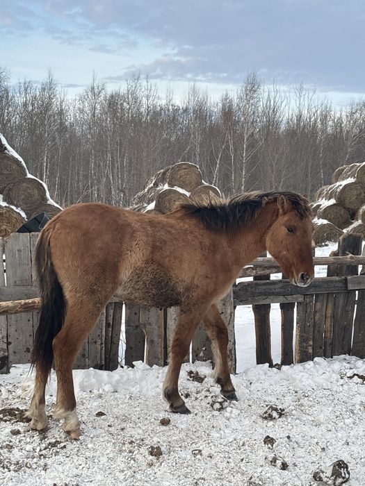 Срочно продам лошадей с откорма