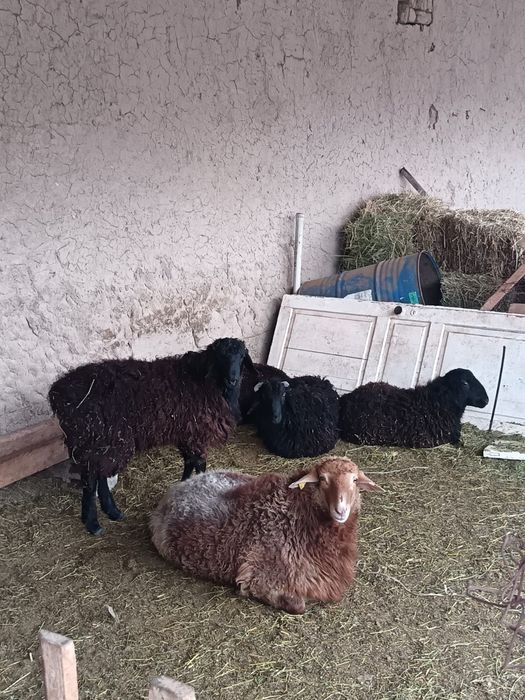 Қошқарлар сатылады