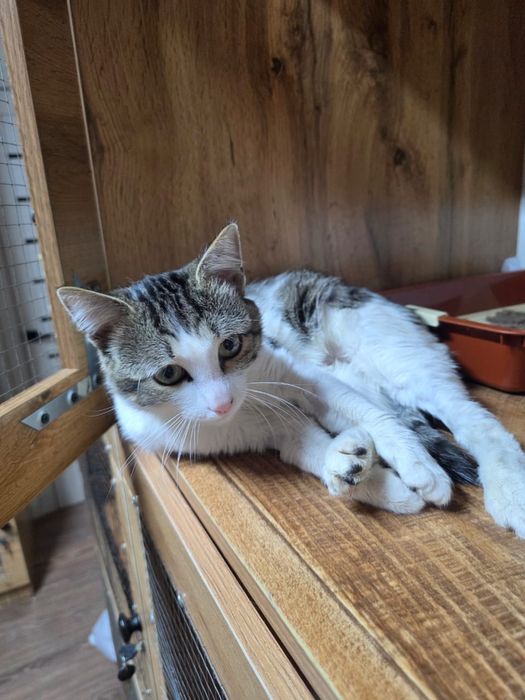 Котик в добрые руки