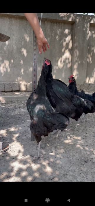 Shu ota onasi hozir bolalar huddi shunaqa balandlida