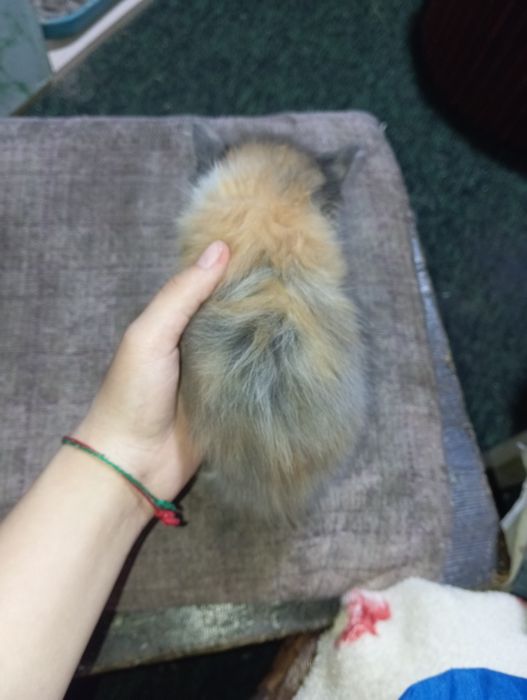 Отдам котят даром