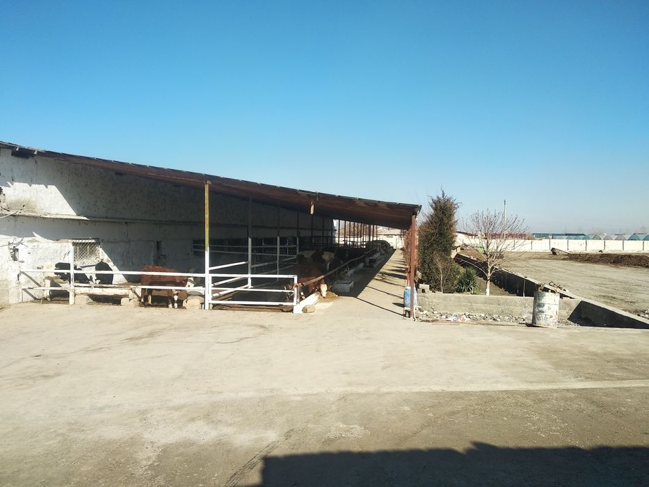 Молхона сотилади