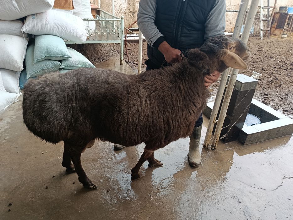 Qochqor sog'lom 1 ta